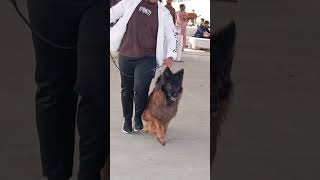 Normal dogs vs jerman seaford🙀💣 university vlog animals dogs doglover dogshorts [upl. by Arolf]