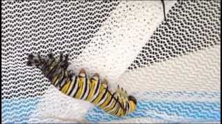 Monarch Danaus plexippus Caterpillar Moulting [upl. by Eenaffit]