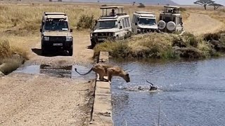 Lion kills a Gazelle  full video  Tanzania [upl. by Aleit216]