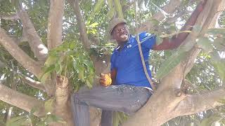 ON THE MANGO 🥭🥭 TREE FT OSAA SAMMY TUGA [upl. by Mirabel]