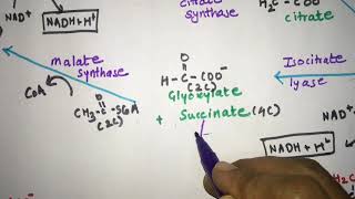 Glyoxylate cycle Glyoxylate pathway explained with structures Pass the NEET NET GATE UPSC [upl. by Etteneg614]