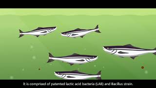 SYNSEA  Probiotic from fish for aquaculture  Maintain Water bodies and intestinal flora [upl. by Nnaael]