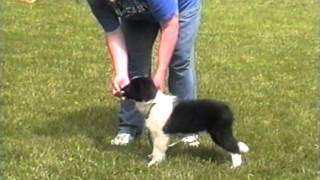 Training Border Collie puppies [upl. by Ilrahc]