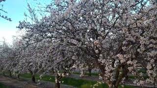 hermosos almendros en flor🌸🌸 que felicidad poder disfrutar la vida de esta manera [upl. by Areyk]