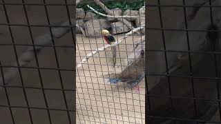 Pheasant  farm villa chavakkad pets birds [upl. by Kronfeld]