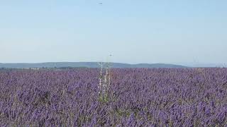 Lavender Fields  Valensole France [upl. by Eilzel]