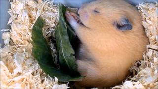 噛み砕く音が心地よい！？ハムスターのひたすらキャベツ4分間Hamsters eating while sleeping cabbage [upl. by Aynas]