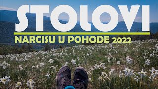 Planina Stolovi  Narcisu u pohode 2022 l 4K VIDEO HD [upl. by Opaline386]