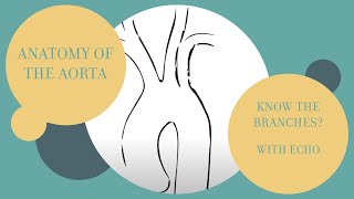 Aortic branches in echocardiography [upl. by Nairb]