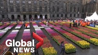 Vibrant tulips cover the streets of Amsterdam on National Tulip Day [upl. by Dempster]