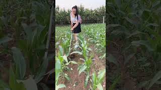 This small machine for clearing grass from the corn field shorts [upl. by Reis539]