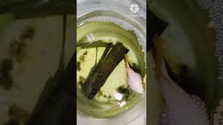 இந்த நோய் வந்தால் காப்பாற்ற முடியாதுவராமல் தடுப்பது எப்படி betta fish disease tamil [upl. by Jacob]