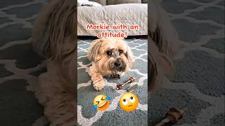 Ginger Having an Attitude morkie pets shorts [upl. by Cornelius452]