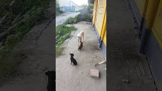 dog balter doglover dog pappy desi [upl. by Porter570]