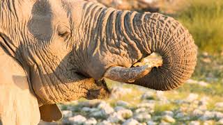 Etosha Pan Namibia 2015 [upl. by Elleniad756]