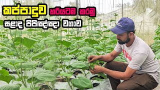 අංකුර මෙහෙම කපන්න  Salad Cucumber Farmingcultivatinginsrilanka srilankanagriculture [upl. by Rothenberg665]