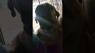 🤣😍bullmastiff doglovers barking bigdog mustiffpuppy gaintdog like subscribe jack [upl. by Celle]