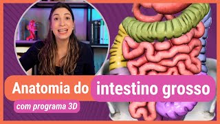 ANATOMIA DO INTESTINO GROSSO Com programa 3D [upl. by Tadeo]