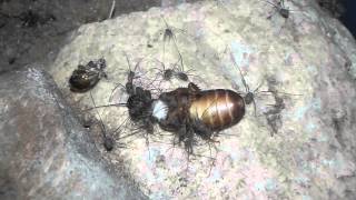 Opiliones sp hatchlings Harvestmen Daddy Long Legs feeding [upl. by Temple]