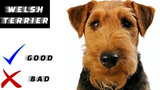 Welsh terrier pros and cons  The Good And The Bad [upl. by Wyatt]