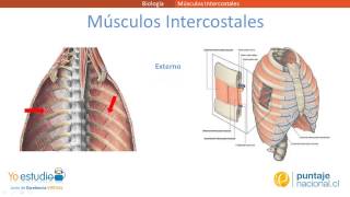 Músculos Intercostales [upl. by Madriene252]