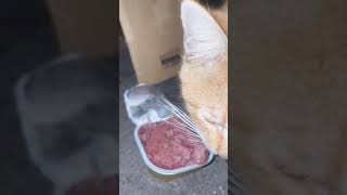 The yellow kitten can eat pate today cat kitten pets catlovets cute petlovers [upl. by Tammie]