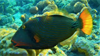 Orange lined triggerfish Balistapus undulatus Orangestriped triggerfish [upl. by Atteiluj]