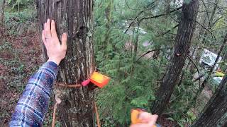 WHEN TREES FIGHT BACK Dangerous Tree climbing accident [upl. by Ahsetel872]