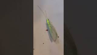 Backyard bug hunt  green lacewing [upl. by Notlim]