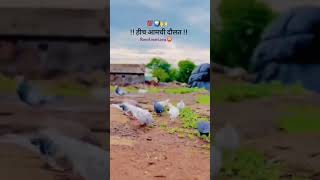 🧿🧿🕊️🕊️🕊️🕊️kabootar reels pigeon 🕊️love birds 🕊️🕊️trending viral rj02ak786🕊️ MrBeast [upl. by Atnwahsal]