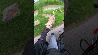 Friendly dog bahut jyada bhukha tha 🧇 🐕 scoved rider shorts [upl. by Tillo300]