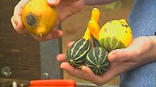 Ornamental Gourds [upl. by Ariek]