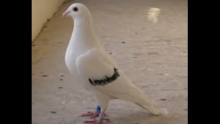 White racing pigeon [upl. by Bardo]