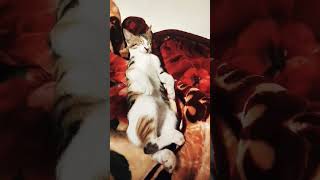 Catlover36 catvideos2024 [upl. by Tawsha]