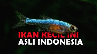 KALIAN HARUS TAHU 10 JENIS IKAN HIAS ASLI PERAIRAN INDONESIA [upl. by Lucius181]