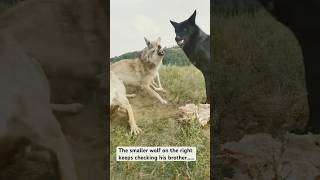 Violent wolves fight over dinner Who wins [upl. by Blase]