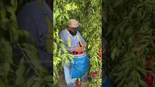 Trabajos de campo en California agriculture new campesinos trabajousa [upl. by Sharai]