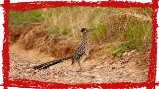 Greater Roadrunner Geococcyx californianus Call Sound amp Song  Greater Roadrunner Video [upl. by Hyatt]