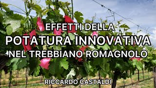 Vite Potatura innovativa e produzione nel Trebbiano romagnolo I grappoli [upl. by Mafalda642]