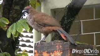 Ortalis squamata  Scaled chachalaca  Aracuã Escamoso Cracidae [upl. by Nnorahs]