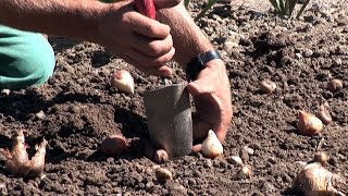 Blumenzwiebeln setzen GartenVideoAnleitung Tipps und Tricks vom Profi [upl. by Valera482]