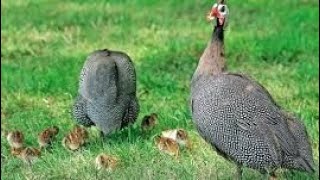 Guinea fowl new born babiesyoutubevideos trending birds [upl. by Eimat805]