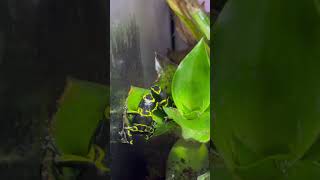 leucomelas cerroautana amphibians poisondartfrog terrariumlife dendrobate [upl. by Thalassa]