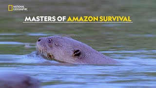 Life in the Flooded Forests of Amazon  Amazonia  हिंदी  S1  E1  Nat Geo Wild [upl. by Ettennor]