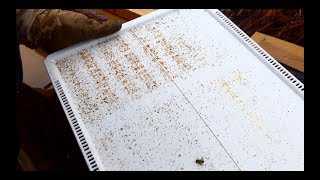 apiculture varroa 🦀RESULTAT DU TRAITEMENT VARROMED LAPIVAR ESTIL TOUJOURS AUSSI EFFICACE🤔 [upl. by Athena]