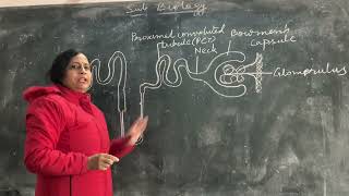 Structure of Nephron with Labelling  Easiest Way  Class 9  Class 10  Class 11  NCERT [upl. by Yul]