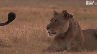 National Geographic Documentary Lions vs Buffalo Wildlife Animal720P HD [upl. by Ruel]