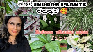 Indoor Plants හරියට ලස්සනට හදාගන්න මේවත් දැනගන්න indoorplantsdayvlogssinhala dayvlog garden [upl. by Morette]