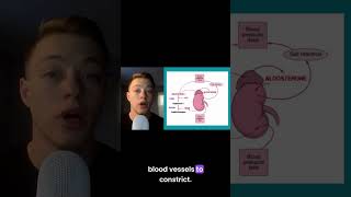 How the Kidneys Regulate Blood Pressure shorts [upl. by Jeri97]