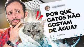 10 FATOS sobre GATOS que você PRECISA SABER [upl. by Jamal23]